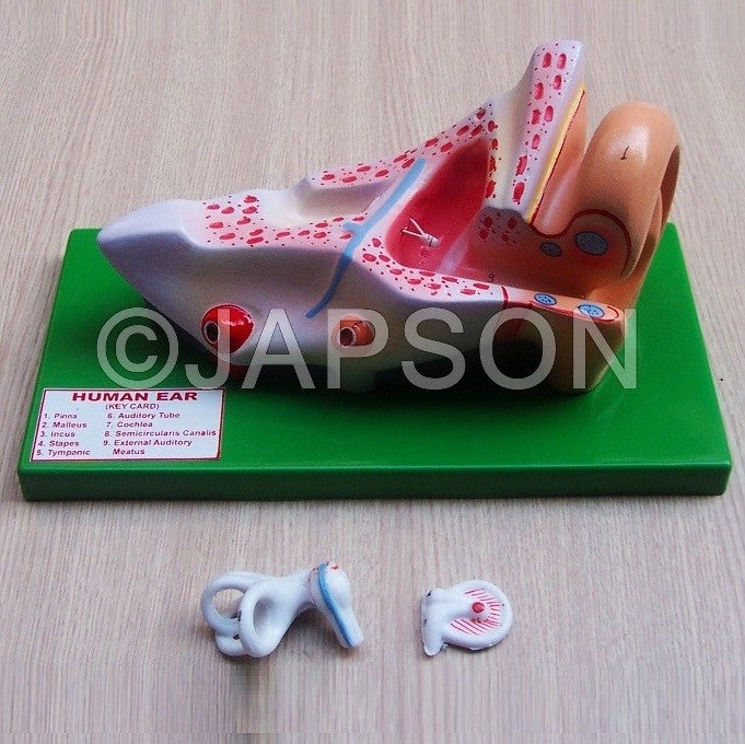 Human Ear Model, 3 Parts Human Ear Model, 3 Parts